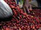 Las exportaciones de café subirán a ocho millones de quintales en la próxima cosecha, proyecta IHCAFÉ