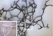 Las esponjas pudieron ser los primeros animales hace 890 millones de años