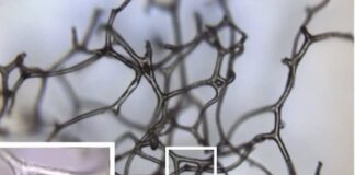 Las esponjas pudieron ser los primeros animales hace 890 millones de años