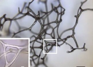 Las esponjas pudieron ser los primeros animales hace 890 millones de años