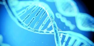 OMS emite primeras recomendaciones sobre la manipulación del genoma humano