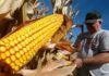 Advierten fuerte escasez de maíz a partir de este mes en Honduras