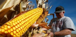 Advierten fuerte escasez de maíz a partir de este mes en Honduras