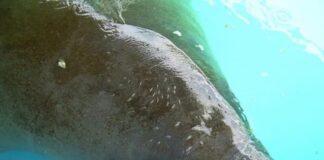Florida confirma la muerte de casi 1.000 manatíes en 2021, récord histórico