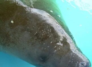 Florida confirma la muerte de casi 1.000 manatíes en 2021, récord histórico