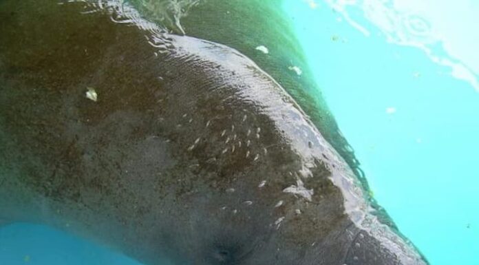 Florida confirma la muerte de casi 1.000 manatíes en 2021, récord histórico
