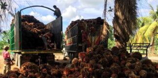 La exportación de palma superará los 500 millones de dólares en divisas