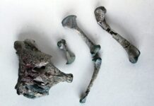 Hallan en la Patagonia chilena al «abuelo» de los cocodrilos modernos