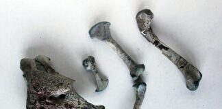 Hallan en la Patagonia chilena al «abuelo» de los cocodrilos modernos