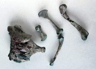 Hallan en la Patagonia chilena al «abuelo» de los cocodrilos modernos