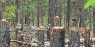 Olanchanos denuncian la tala masiva de pinos en el departamento
