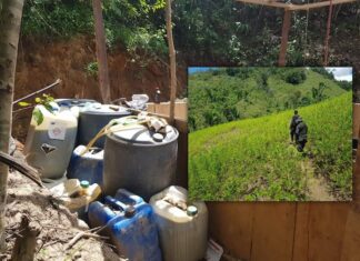 Aseguran otro narcolaboratorio y plantación de coca en Colón