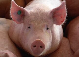 Alerta en Centroamérica y México por brote de peste porcina africana