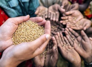 Cerca del 50 % de la población hondureña está en inseguridad alimentaria, indica la FAO