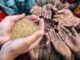 La inseguridad alimentaria aguda aumentará en Honduras, según la ONU