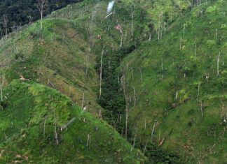 La Biosfera del Rio Plátano podría desaparecer en los próximos 7 años, debido a la deforestación