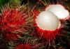 Cultivo de rambután genera 370 millones de lempiras al año entre exportación y venta local, destacan productores