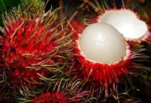 Cultivo de rambután genera 370 millones de lempiras al año entre exportación y venta local, destacan productores