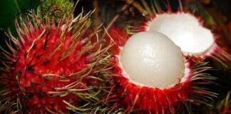 Cultivo de rambután genera 370 millones de lempiras al año entre exportación y venta local, destacan productores