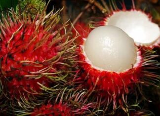 Cultivo de rambután genera 370 millones de lempiras al año entre exportación y venta local, destacan productores