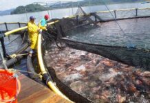 Once millones de libras de tilapia se han producido en Honduras en lo que va del 2021