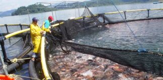Once millones de libras de tilapia se han producido en Honduras en lo que va del 2021