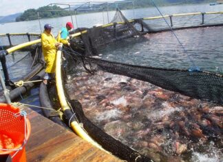 Once millones de libras de tilapia se han producido en Honduras en lo que va del 2021