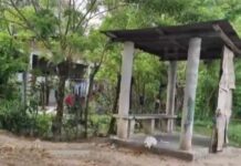 Hallan cabeza humana con un rótulo «Por ratero» en El Progreso, Yoro