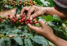 Exportaciones de café superan los mil millones de dólares en divisas