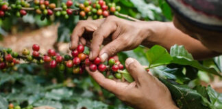 Exportaciones de café superan los mil millones de dólares en divisas