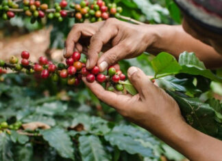 Exportaciones de café superan los mil millones de dólares en divisas