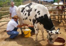Ganaderos y procesadoras logran acuerdo sobre el precio del litro de leche