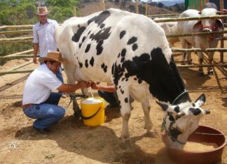 Ganaderos y procesadoras logran acuerdo sobre el precio del litro de leche
