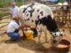 Ganaderos y procesadoras logran acuerdo sobre el precio del litro de leche