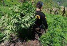 Erradican cuatro manzanas de marihuana en Tocoa