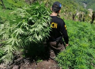 Erradican cuatro manzanas de marihuana en Tocoa
