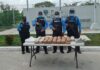 Decomisan 75 libras de supuesta marihuana en Cortés