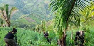 Incautan nueva plantación de marihuana en Colón