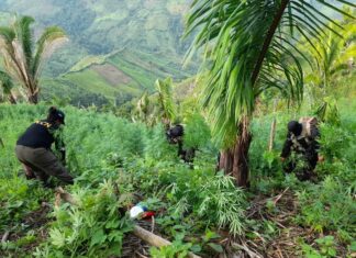 Incautan nueva plantación de marihuana en Colón