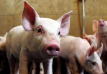 Autoridades de la SAG aseguran que están extremando medidas para evitar el ingreso de la peste porcina a Honduras