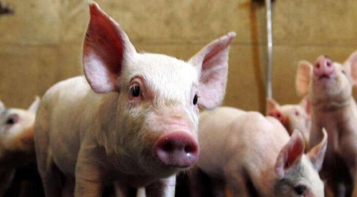 Alerta máxima en Honduras por peste porcina detectada en República Dominicana