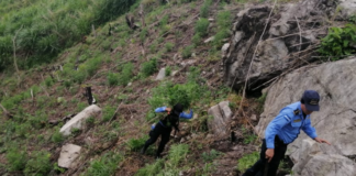 Agentes preventivos destruyen unas dos mil plantas de supuesta marihuana
