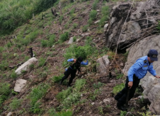 Agentes preventivos destruyen unas dos mil plantas de supuesta marihuana
