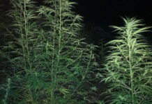 Localizan unas cuatro mil plantas de supuesta marihuana en Colón