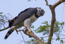 Ecuador y España se unen para proteger al águila harpía
