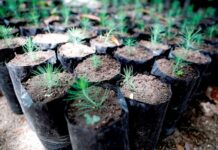 Honduras restaurará 295.000 hectáreas de áreas protegidas con apoyo de la ONU