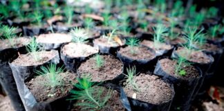 Panamá y Honduras se alían para impulsar la restauración y manejo forestal