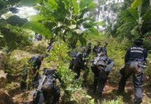 Más de ocho mil plantas de coca fueron destruidas por agentes policiales