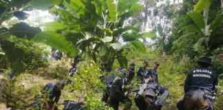 Más de ocho mil plantas de coca fueron destruidas por agentes policiales