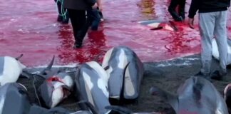 La matanza de 1.400 delfines en Europa para celebrar una jornada de “caza tradicional” generó repudio en todo el mundo